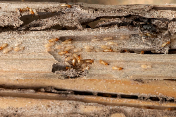 Spider Control Near Me in Moss Beach, CA